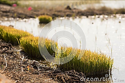 Rice seedlings grown in a nursery are ready to be planted in a rice field. This is called transplanting. Stock Photo