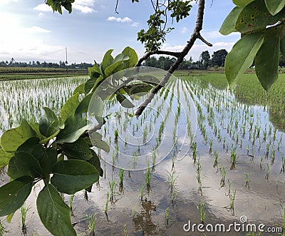 The rice seeds growth plant Stock Photo