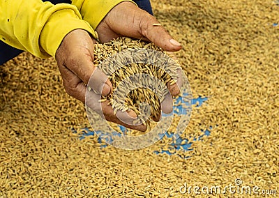 Rice seeds on man farmer hands on paddy background, a higher qua Stock Photo