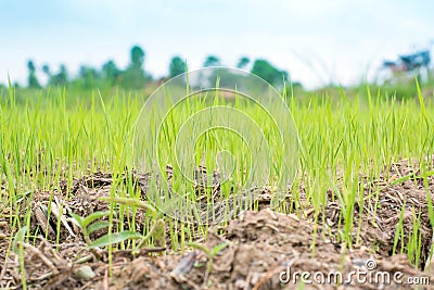 Rice and soil cultivation. Stock Photo