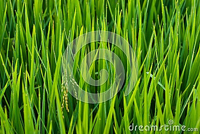 Rice spica in a field Stock Photo