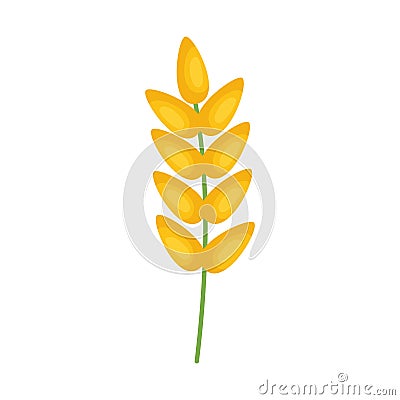 rice spike grains Vector Illustration