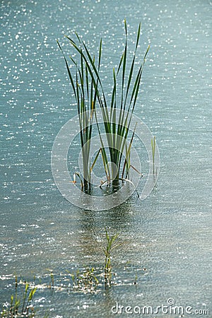 Rice sprouts in the water under the bright spring sun on a beautiful blurred background of water with iridescent bokeh Stock Photo