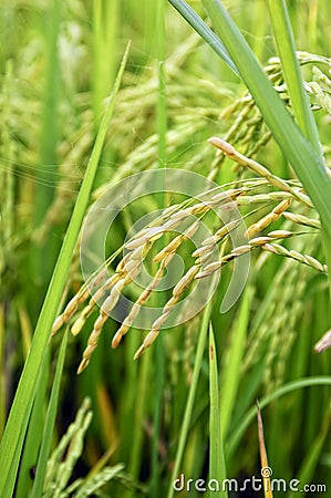 Rice Stalks Stock Photo