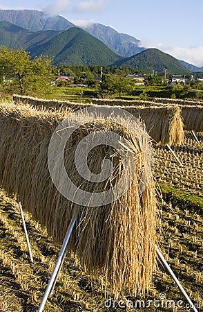 Rice Stalks Stock Photo