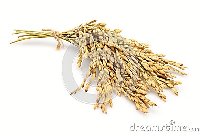 Rice stalks Stock Photo