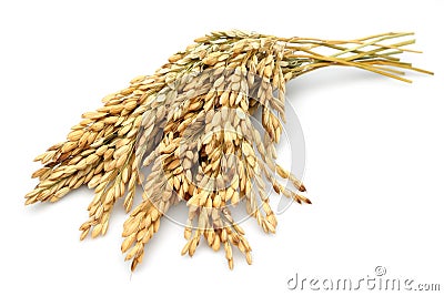 Rice stalks Stock Photo