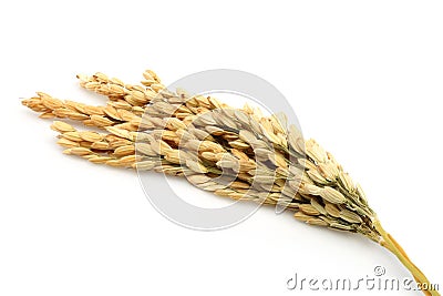 Rice stalks Stock Photo