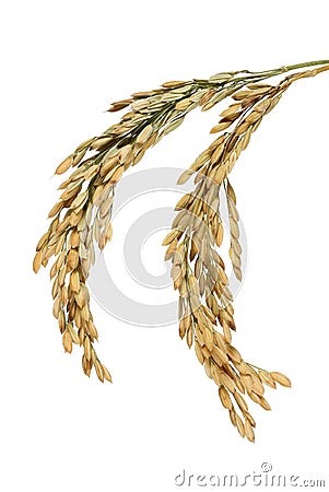 Rice stalks Stock Photo