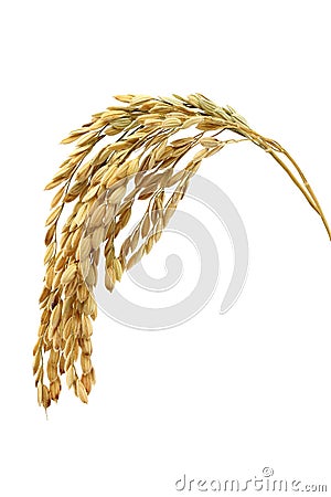 Rice stalks Stock Photo