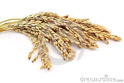 Rice stalks Stock Photo