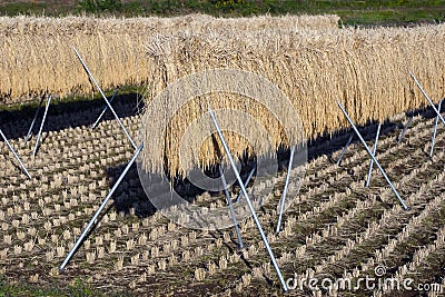 Rice Stalks III Stock Photo