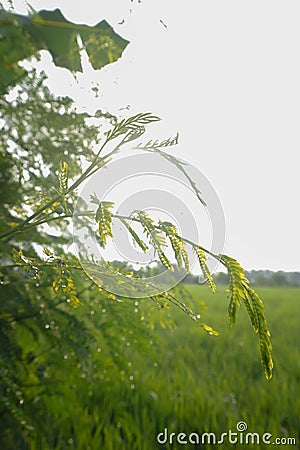 a close up rice stalks Stock Photo