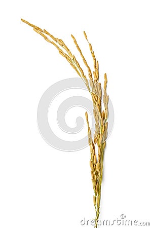 Rice stalks Stock Photo