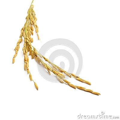 Rice stalks Stock Photo