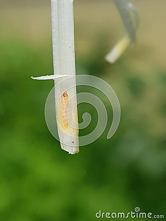 Pupa of rice stem gall midge Stock Photo