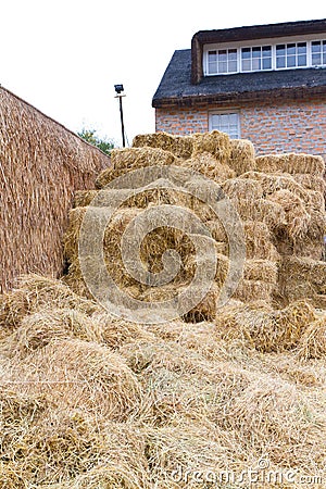 Rice straw Stock Photo