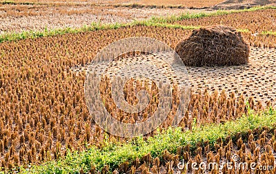 Rice straw field on harvested agricultural field Stock Photo