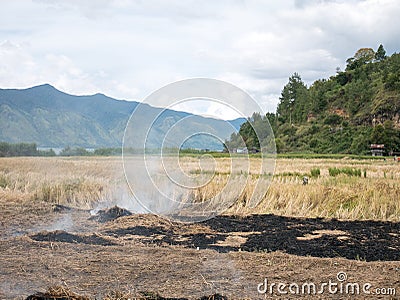Rice Straw Open Field Burning On Paddy Farms Effected Air Pollutant Emissions Stock Photo