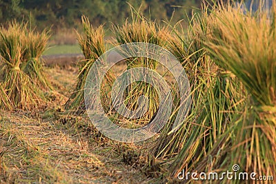 Rice straw Stock Photo