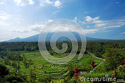 Rice terrace in Bali Stock Photo