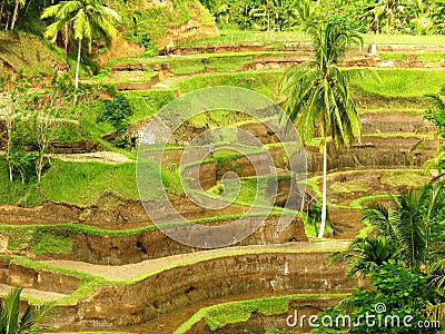 Rice Terrace in Bali Stock Photo