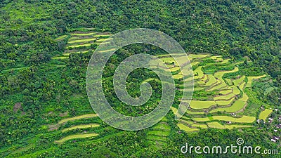 Rice terrace in Cordillera mountains, Luzon, Philippines. Stock Photo