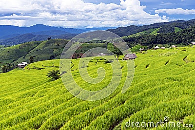 Rice Terrace in Pa Pong Piang, Chiang Mai Stock Photo