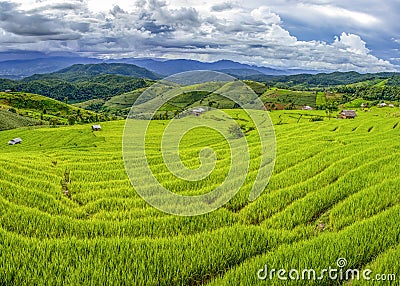 Rice Terrace at Pa Pong Piang, Chiang Mai, Thailand Stock Photo