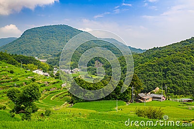 Rice terrace paddy fields, Shodoshima Island, Kagawa, Shikoku, Japan Stock Photo