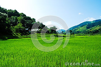 Rice terrace at Pid Thong Lang Phra royal project ,Nan Stock Photo