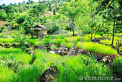 Rice terrace at Pid Thong Lang Phra royal project ,Nan Stock Photo