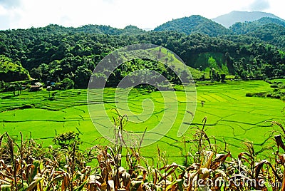 Rice terrace at Pid Thong Lang Phra royal project ,Nan Stock Photo