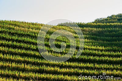 Rice terraced fields Wengjia longji Longsheng Hunan China Stock Photo