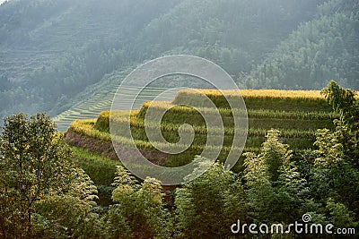 Rice terraced fields Wengjia longji Longsheng Hunan China Stock Photo