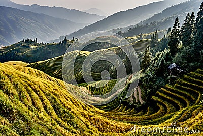 Rice terraced fields Wengjia longji Longsheng Hunan China Stock Photo