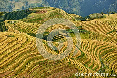 Rice terraced fields Wengjia longji Longsheng Hunan China Stock Photo