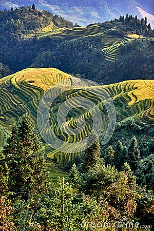 Rice terraced fields Wengjia longji Longsheng Hunan China Stock Photo