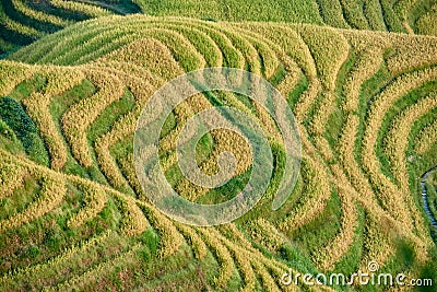 Rice terraced fields Wengjia longji Longsheng Hunan China Stock Photo