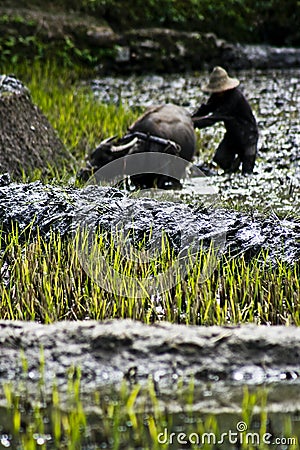 Rice Terraces Stock Photo