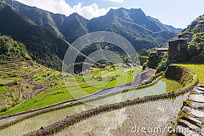 Rice terraces Stock Photo