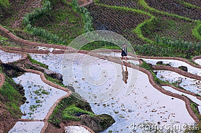 Rice terraces and farmer Editorial Stock Photo