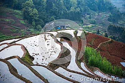 Rice terraces and farmer Editorial Stock Photo