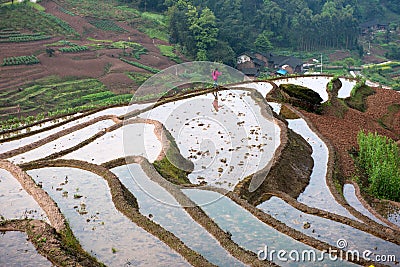 Rice terraces and girl Editorial Stock Photo