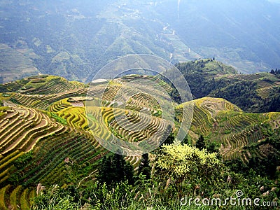 Rice terraces - Guilin - China Stock Photo