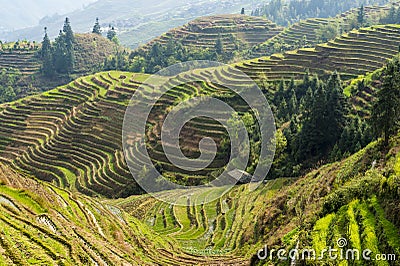 Rice terraces in Longsheng, China Stock Photo