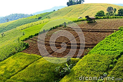 Rice terraces mountain and brown space with farmer hut Stock Photo