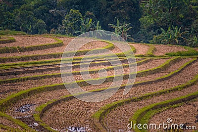 Rice terraces in the period of harvest gathering Stock Photo