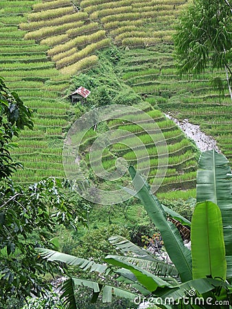 Rice terraces of Tana Toraja in Sulawesi Stock Photo