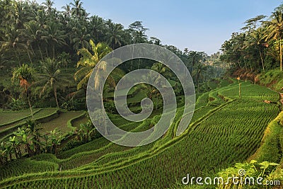 Rice terraces in Tegallalang, Ubud, Bali, Indonesia Crop, Farm, Stock Photo